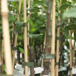 Graft your own variety