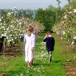 Orchard Planning
