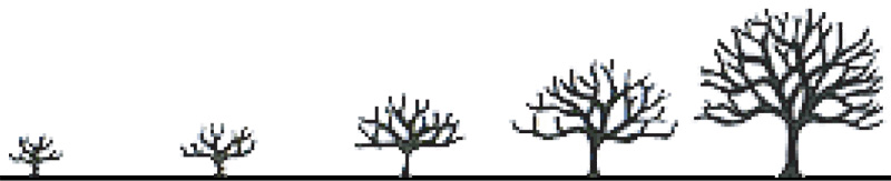 Graphic of how tall a tree might get