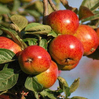 Apple Cider Trees - Bush - Potted