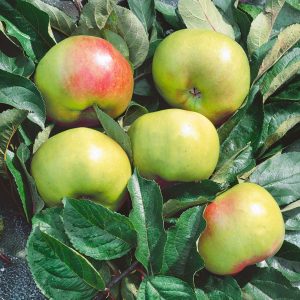 Apple Trees - Cooking