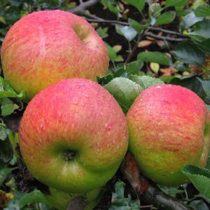 Apple Trees - Self Fertile