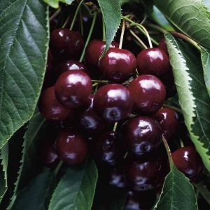 Cherries Half Standard - Growing on