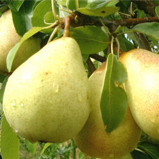 Pear Trees- Dwarf, for large pots or borders - Potted