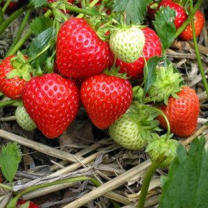 Strawberry / Tayberry / Jostaberry / Loganberry/ Gojiberry/Wineberries/Cranberries/Honeyberries