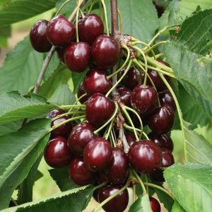 Cherries Bushes - Growing on