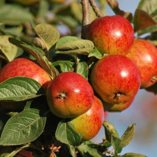 Apple Trees - Dwarf, for large pots and borders- Potted