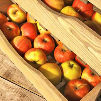 Apple Trees - Half Standard - Potted