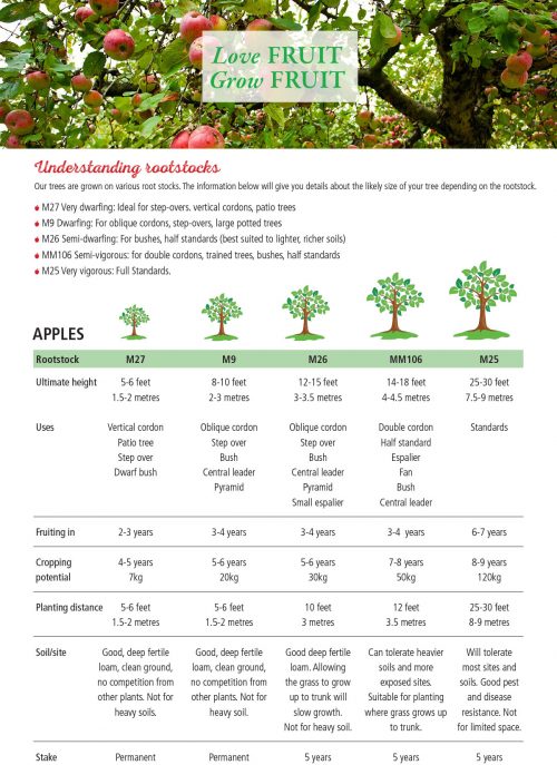 Apple Rootstock Size Chart