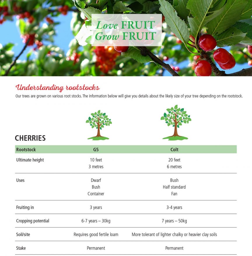 Cherry-rootstocks - Brogdale Online