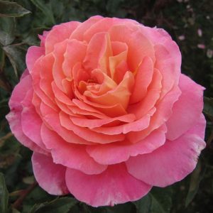 Oranges And Lemons Floribunda Rose Brogdale Online