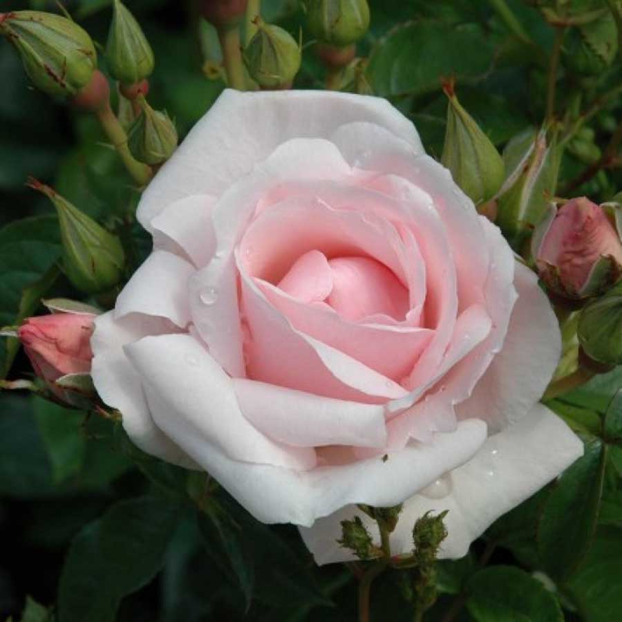 many-happy-returns-standard-rose-brogdale-online