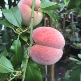Peach Trees - Bush