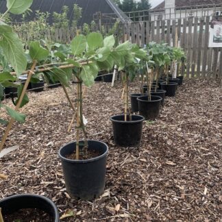 Pear Trees - Stepover Trained - Potted