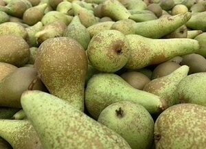 Pear Half Standard - Growing on