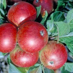 Apple Trees - Eating