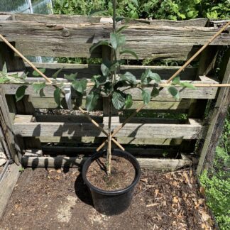 Apple Trees - Espalier Trained- Potted