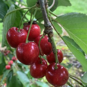 Cherries Patio bushes - Growing on